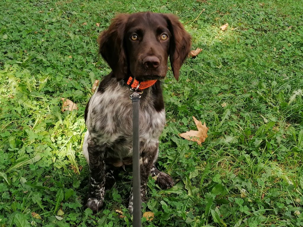 Ruby des Hautes Vallées d'Artemis