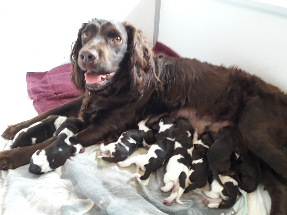 des Hautes Vallées d'Artemis - Chien d'Oysel allemand - Portée née le 29/04/2020