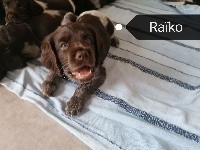 Raïko