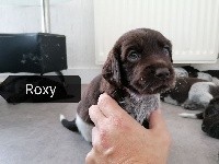 Roxy
