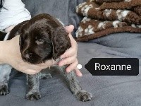 Roxanne