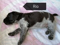 Rio